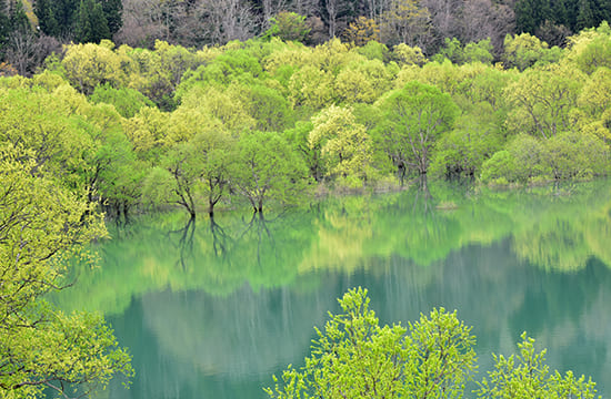 白川湖の水没林